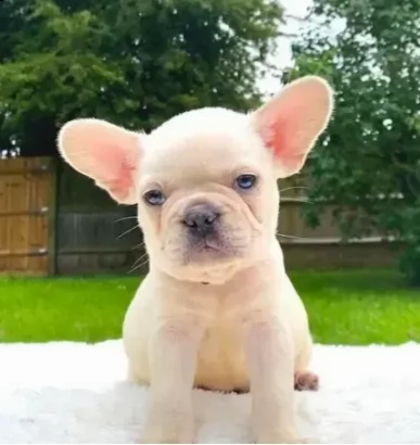 splendidi cuccioli di bouledogue francese | Foto 0