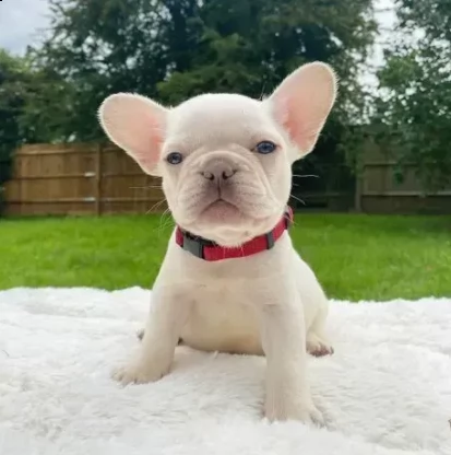 splendidi cuccioli di bouledogue francese