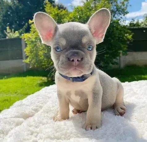 cuccioli di bouledogue francese certificati  | Foto 0