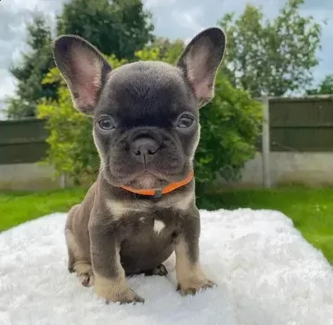 cuccioli di bouledogue francese certificati 