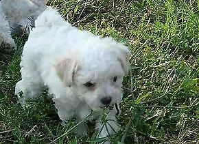 cucciolo di bishion frisè mini toy