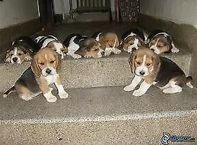 disponiamo cucciolo di beagle inteligentissimo