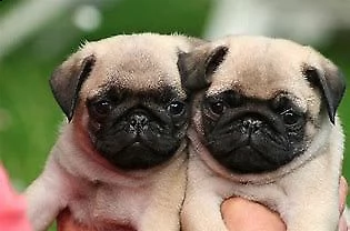  cucciolo di carlino gioiosissimo e molto tranquillissimo 