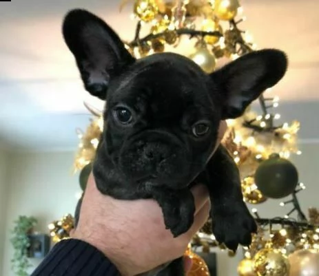 disponiamo di docili cucciolotti di bulldog francese