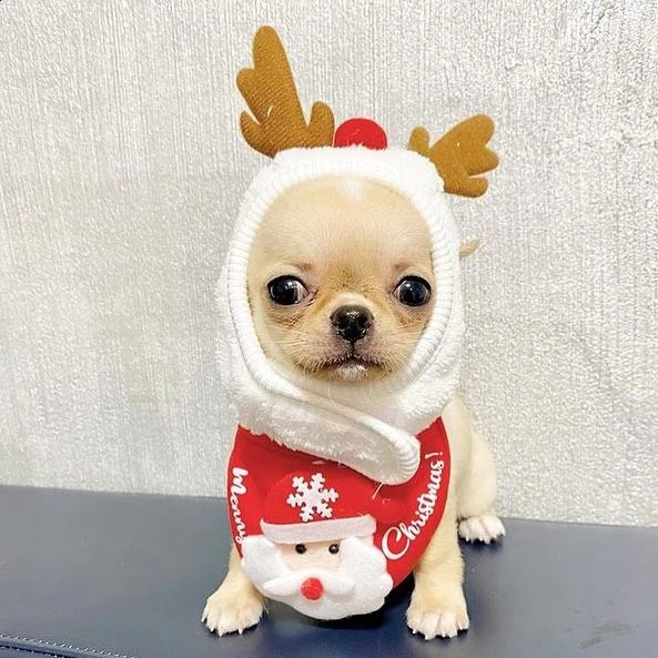 regalo chihuahua meravigliosi cuccioli di chihuahua ottima genealogia, gia vaccinati, sverminati e m