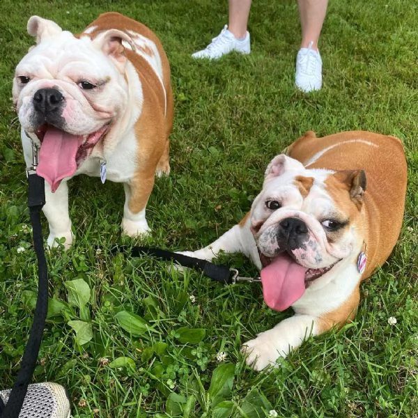 cuccioli inglese bulldog disponibili per adozione cuccioli disponibili bulldog inglese cuccioli disp