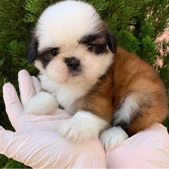 regalo cuccioli shih tzu avente : primi vaccini, passaporto, libretto sanitario, microchip. possibil