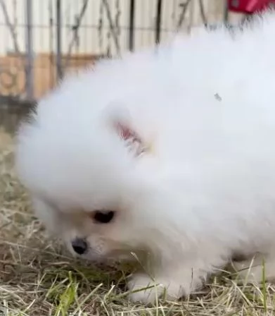 cuccioli pomerania