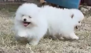 cuccioli pomerania | Foto 3