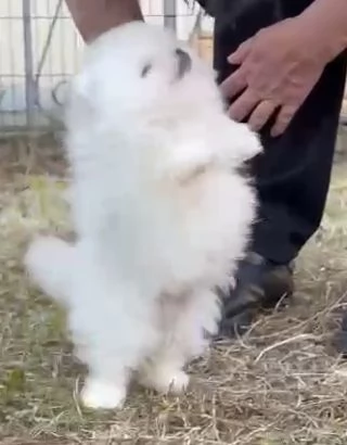 cuccioli pomerania | Foto 2