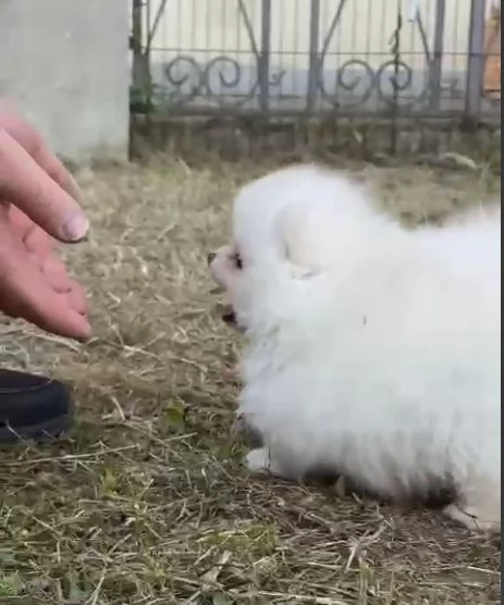 cuccioli pomerania | Foto 1