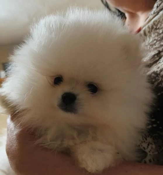 cuccioli pomerania | Foto 0