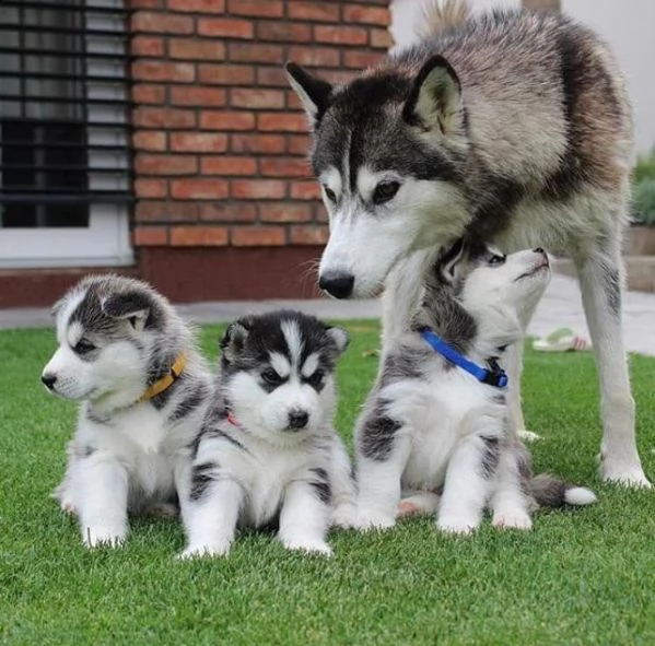bellissimi cuccioli di husky siberiano.