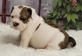 cuccioli bulldog inglese adozione | Foto 0