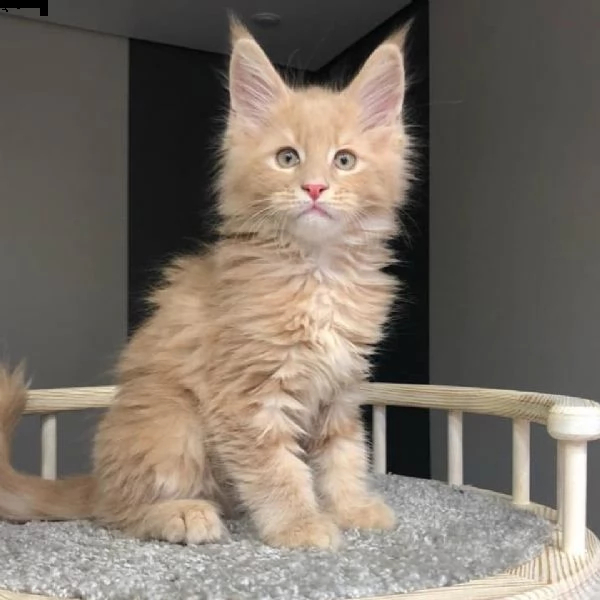 gattini maine coon per l'adozione. | Foto 0