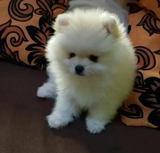 regalo pomeranian toy | Foto 0