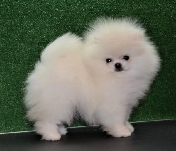 regalo pomeranian toy