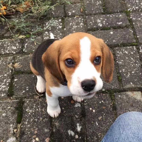 regalo beagle