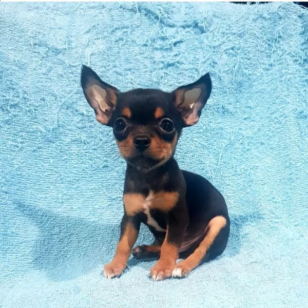  regalo cuccioli di pinscher