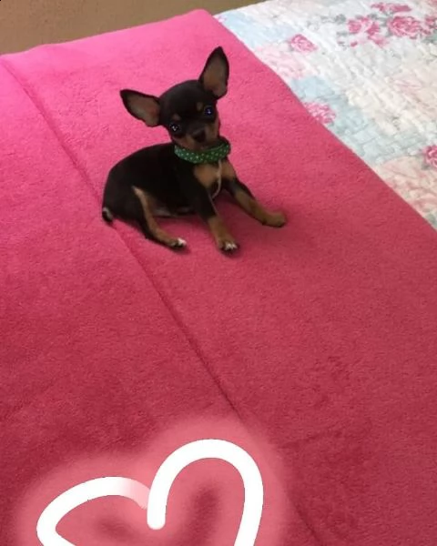  regalo cuccioli di pinscher | Foto 0