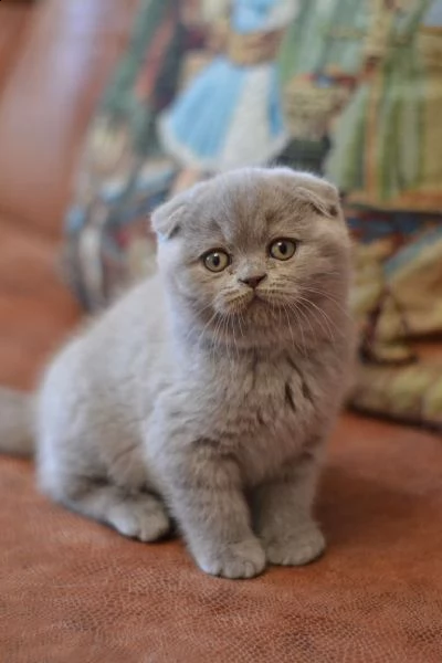 meravigliosi cuccioli scottish fold
