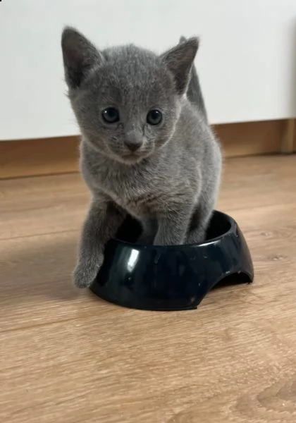 meravigliosi gattini blu di russia