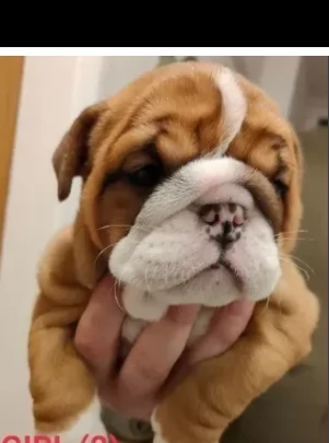 dispone di due cuccioli bulldog inglese