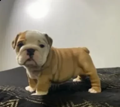 bellissimi cuccioli di bulldog inglese | Foto 0