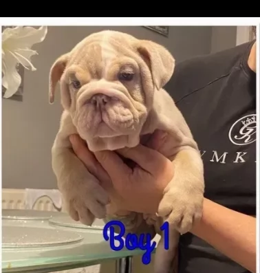 bellissimi cuccioli di bulldog inglese