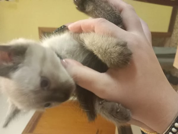 cedo bellissima gattina di due mesi siamese thai 