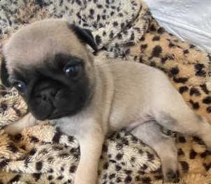 regalo carlino | Foto 0