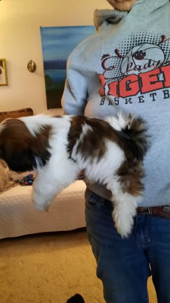 regalo cuccioli shih tzu .