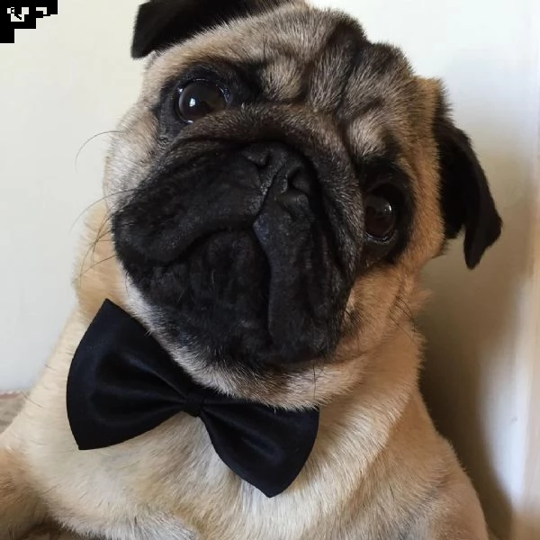 regalo cuccioli di calino bellissimi cuccioli disponibili, carattere adorabile ,sono docili ed affet