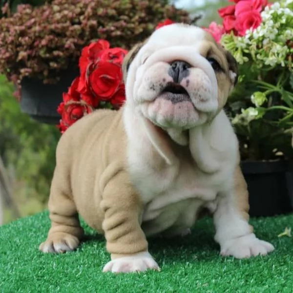 cuccioli inglese bulldog disponibili per adozione cuccioli disponibili bulldog inglese cuccioli disp