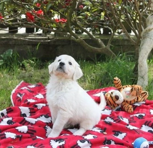 cremi cuccioli di golden retriever di tre mesi | Foto 2