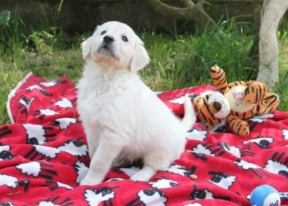 cremi cuccioli di golden retriever di tre mesi | Foto 0