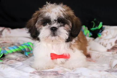 regalo cuccioli shih tzu .