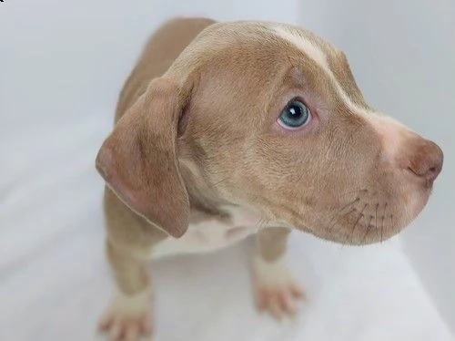 regalo cuccioli di pitbull 