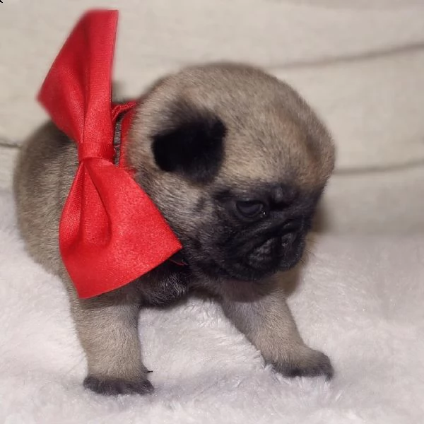 regalo cuccioli di calino bellissimi cuccioli disponibili, carattere adorabile ,sono docili ed affet