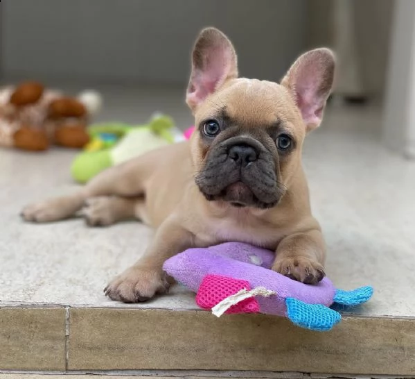 cuccioli di bulldog francese per l'adozione bellissimi cuccioli disponibili, carattere adorabile , s