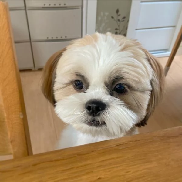 regalo cuccioli shih tzu avente : primi vaccini, passaporto, libretto sanitario, microchip. possibil
