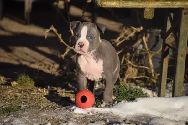 meravigliosa cucciolata di pitbull | Foto 1