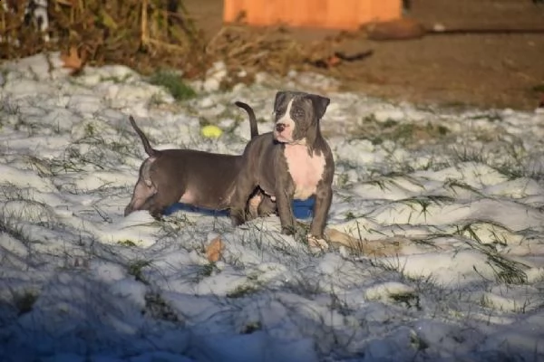 meravigliosa cucciolata di pitbull | Foto 0