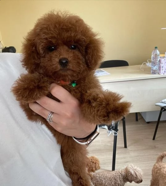  regalo carlino | Foto 0