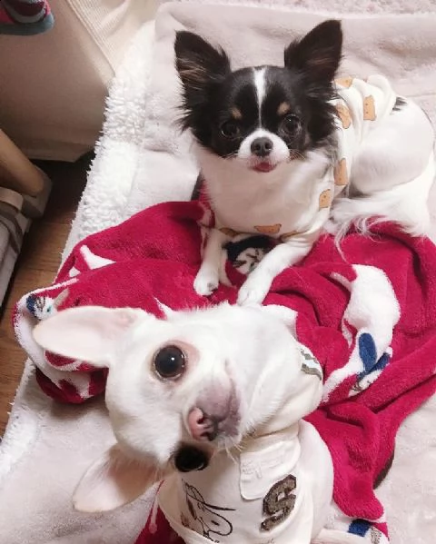 adorabili cuccioli chihuahua ragazzo e ragazza disponibili in adozione gratuita, i cuccioli sono vac