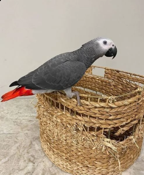 pappagalli cenerini africani in vendita | Foto 5