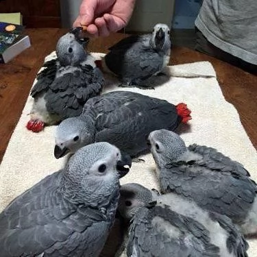 pappagalli cenerini africani in vendita | Foto 4