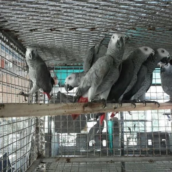 pappagalli cenerini africani in vendita | Foto 3