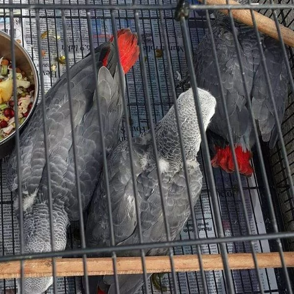pappagalli cenerini africani in vendita
