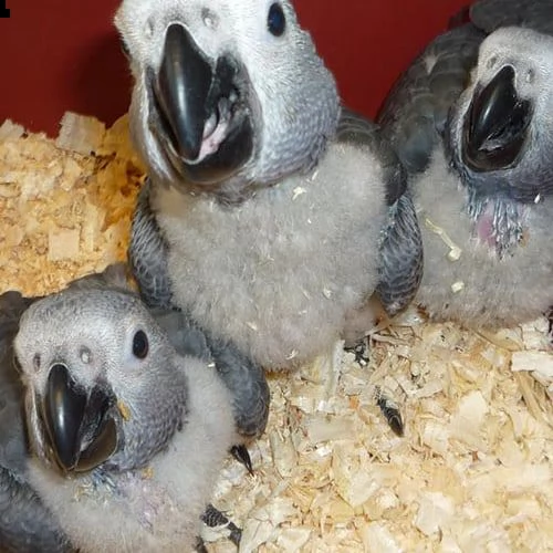 pappagalli cenerini africani in vendita | Foto 2
